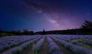 Via lactea campo