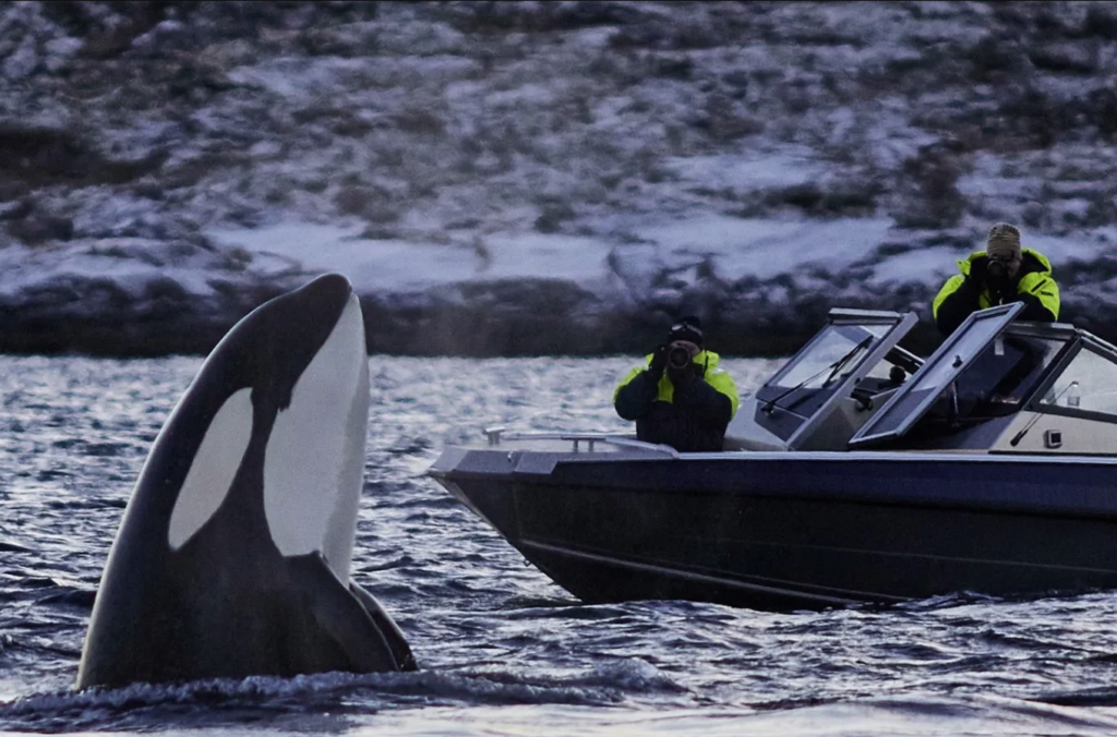 orcas-noruega-viaje